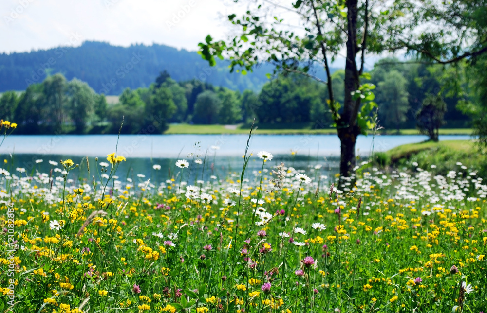 Fototapeta premium spring meadow