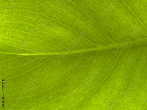 Plantleaf photo