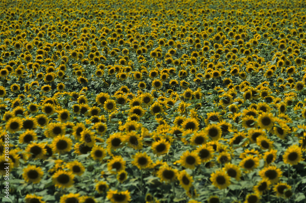 sunflower sunflower