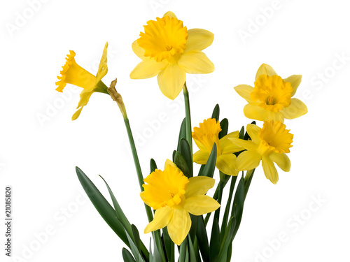 Fototapeta Naklejka Na Ścianę i Meble -  Daffodil plant