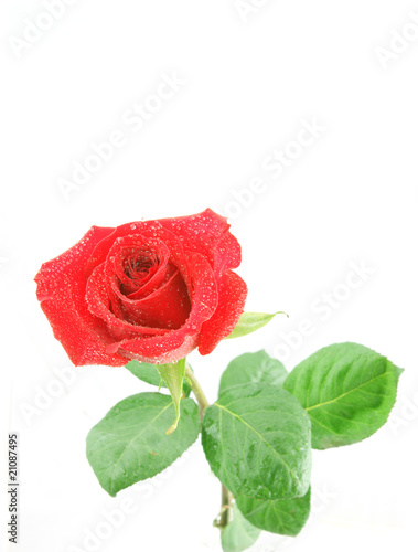 Red rose with water drops isolated on white background