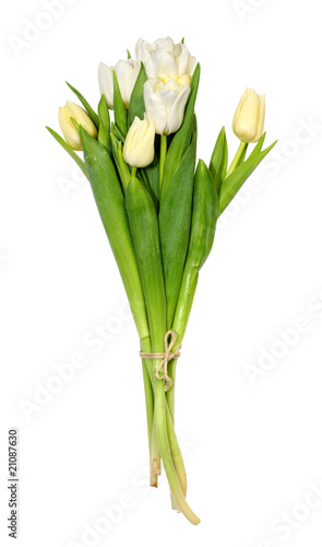 bunch of white tulips