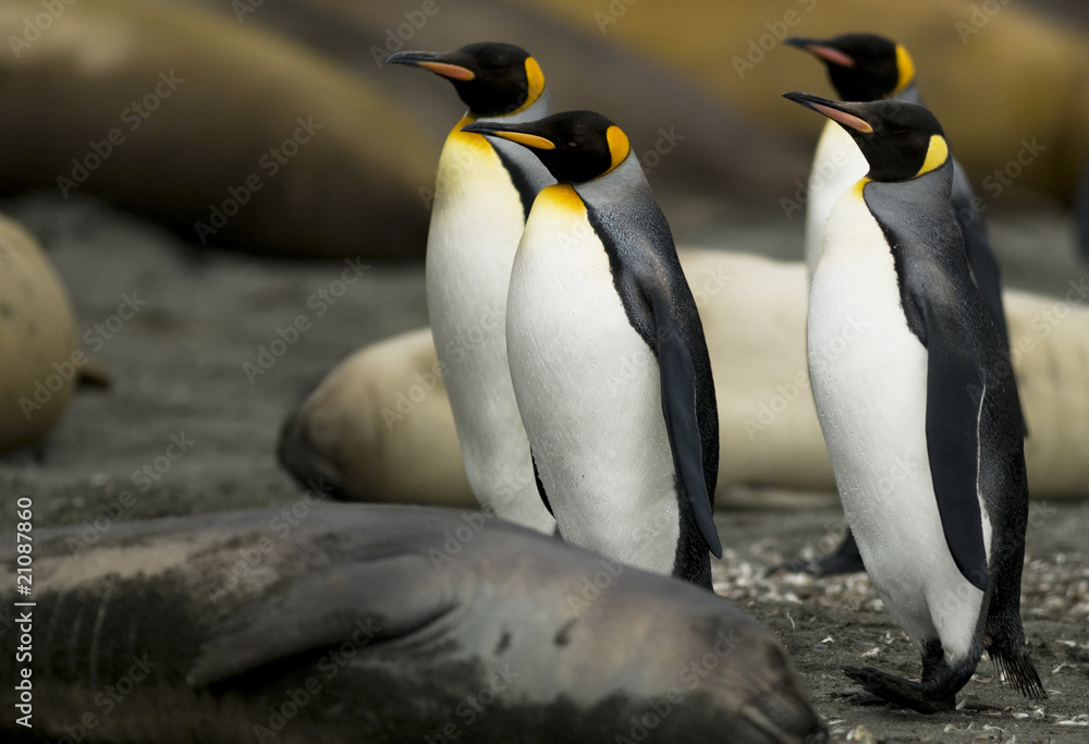 Fototapeta premium Penguin March