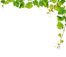 Fresh grapevine border, isolated