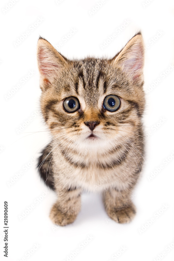 British kitten on white background