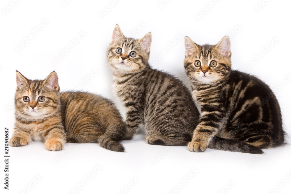 British kitten on white background British kitten on white background