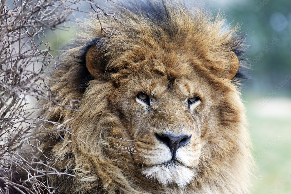 Obraz premium the king