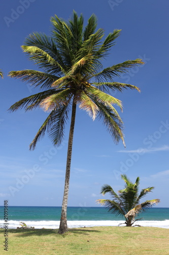 Palm tree on beach, Dominica in the Caribbean