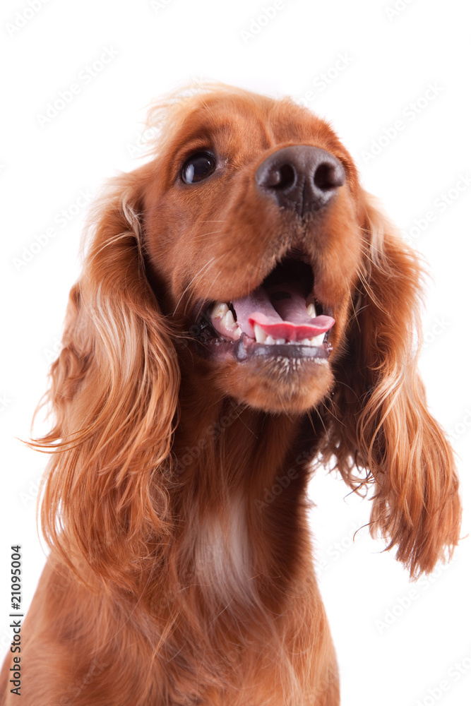 Baby Cocker Spaniel