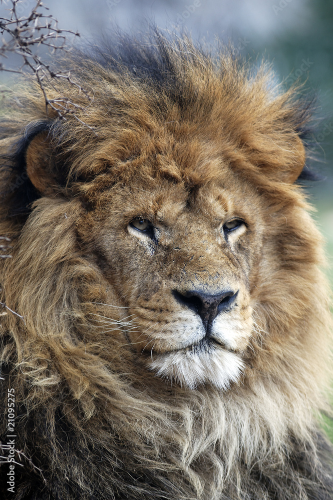 Fototapeta premium le boss