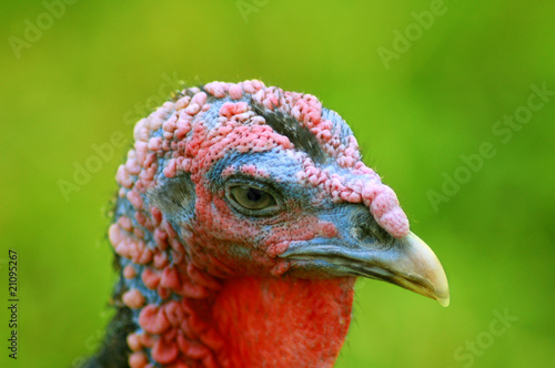 staring turkey