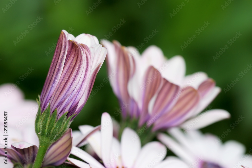 Fototapeta premium Cineraria flower bud
