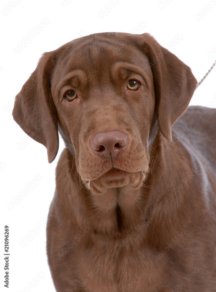 Portrait of labrador-retriever Portrait of labrador-retriever