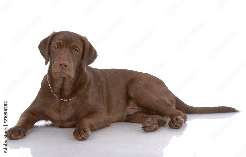 Portrait of labrador-retriever Portrait of labrador-retriever