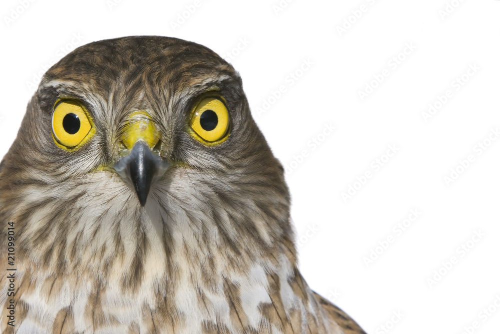 Obraz premium Sperber Portrait (Accipiter nisus)