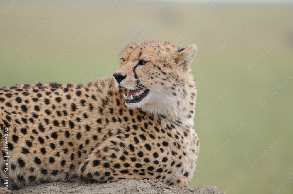 Gepard Gepard