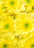 bouquet of yellow chrysanthemums