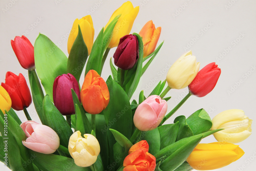Bukiet kolorowych tulipanów - obrazy, fototapety, plakaty 