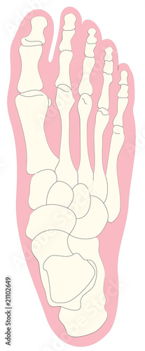 Bone anatomy of human foot