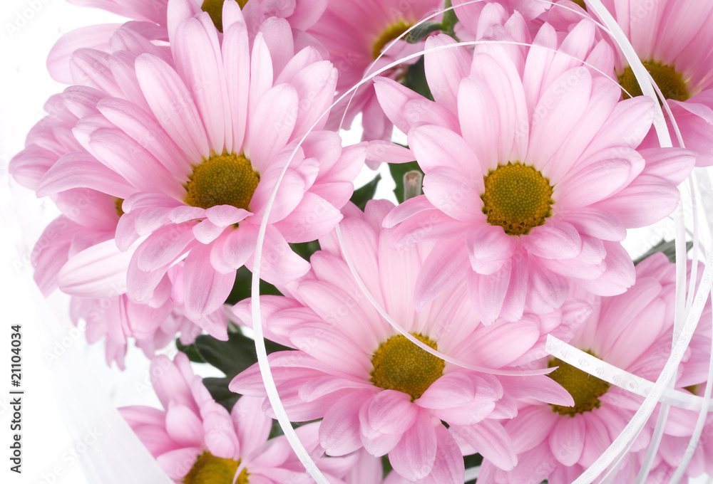 pink chrysanthemum flowers pink chrysanthemum flowers