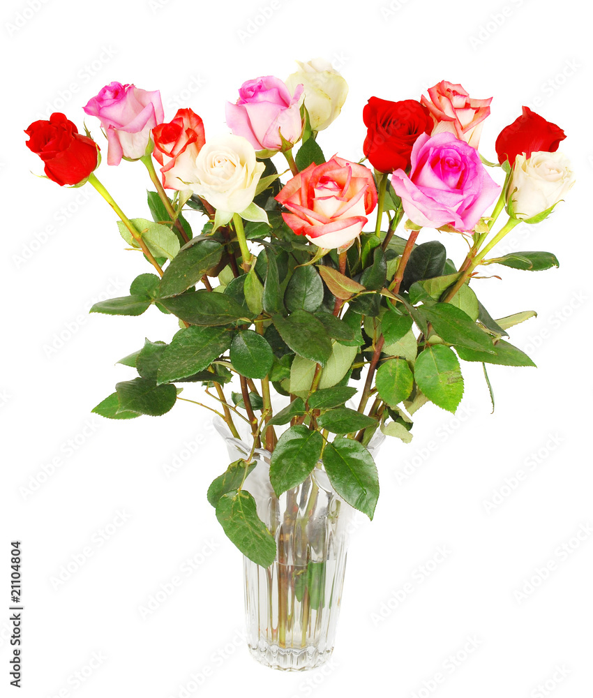 Obraz premium Roses on the white.