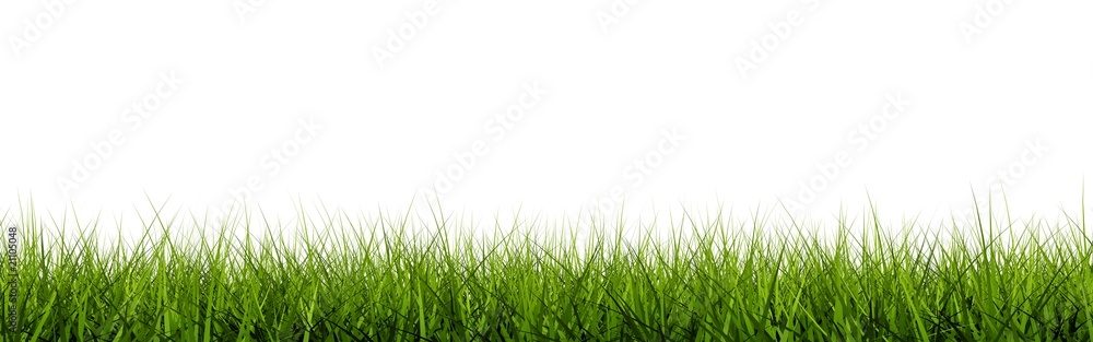 Grass closeup isolated on white Grass closeup isolated on white