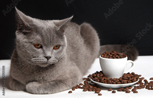 coffee and cat British shorthair