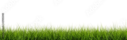 Grass closeup isolated on white