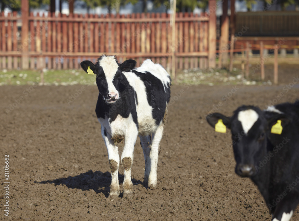 cow farm agriculture bovine milk