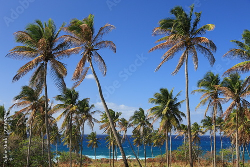 Palm trees close to coastline with deep blue sky