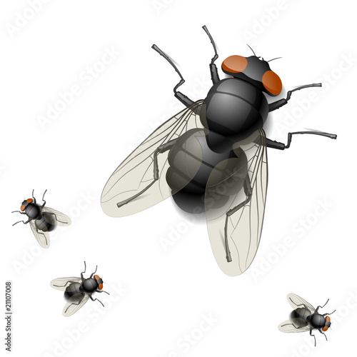 Housefly. Detailed vector illustration.