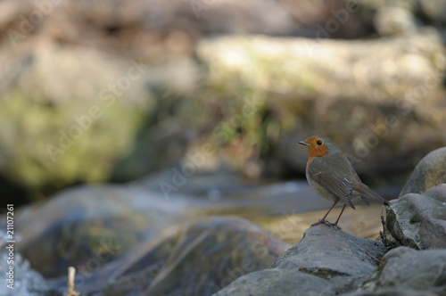 petit cascade photo