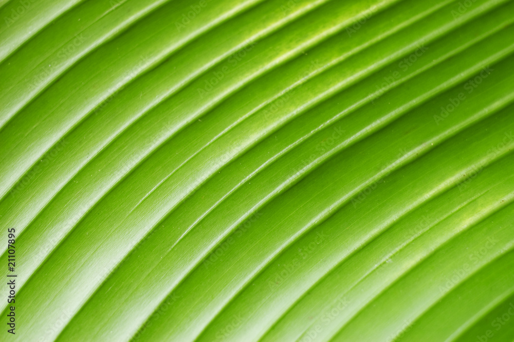 leaf leaf