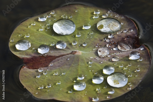 Rain drops on the water-repellent Lotus leaf
