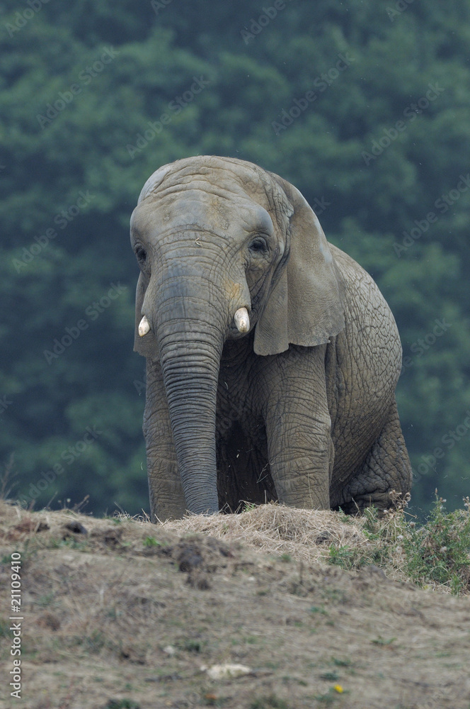 Obraz premium élephant