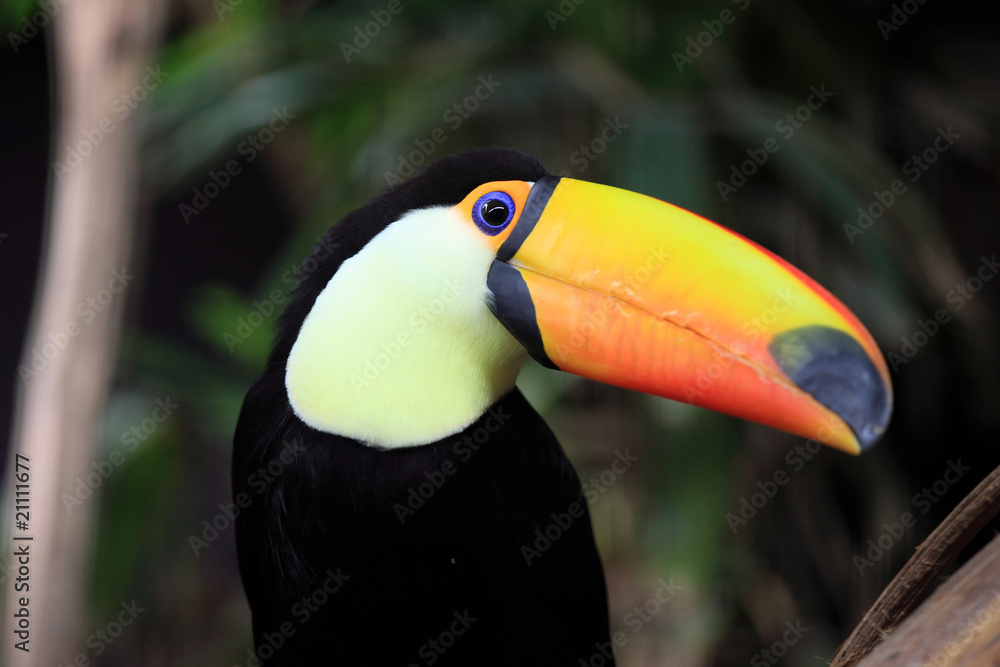 Fototapeta premium toucan toco