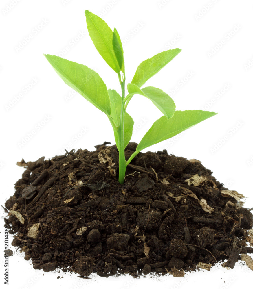 plant citronnier sur terreau, fond blanc plant citronnier sur terreau, fond blanc