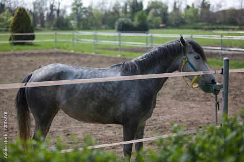 Pony paddock 10 photo