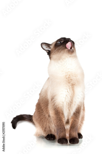 Fototapeta Naklejka Na Ścianę i Meble -  Siamese cat with blue eyes looks upwards and licks