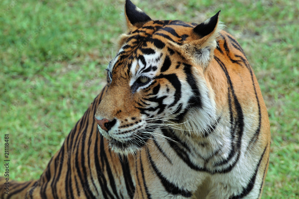 tigre tigre