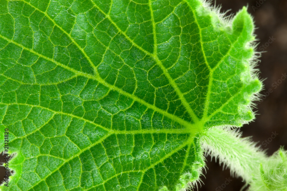 Fototapeta premium Small leafe of cucumber