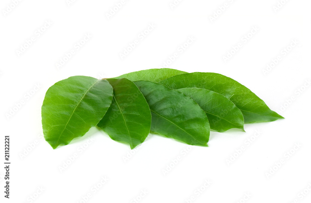 Fototapeta premium Green laurel leaves