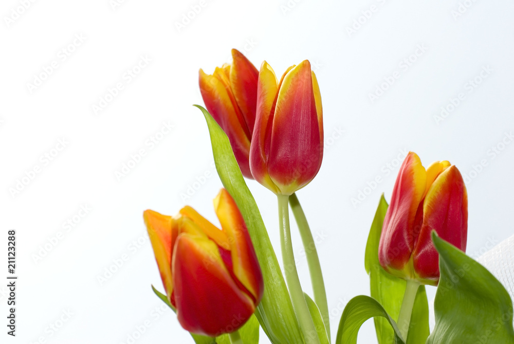 Naklejka premium Bukiet tulipanów.