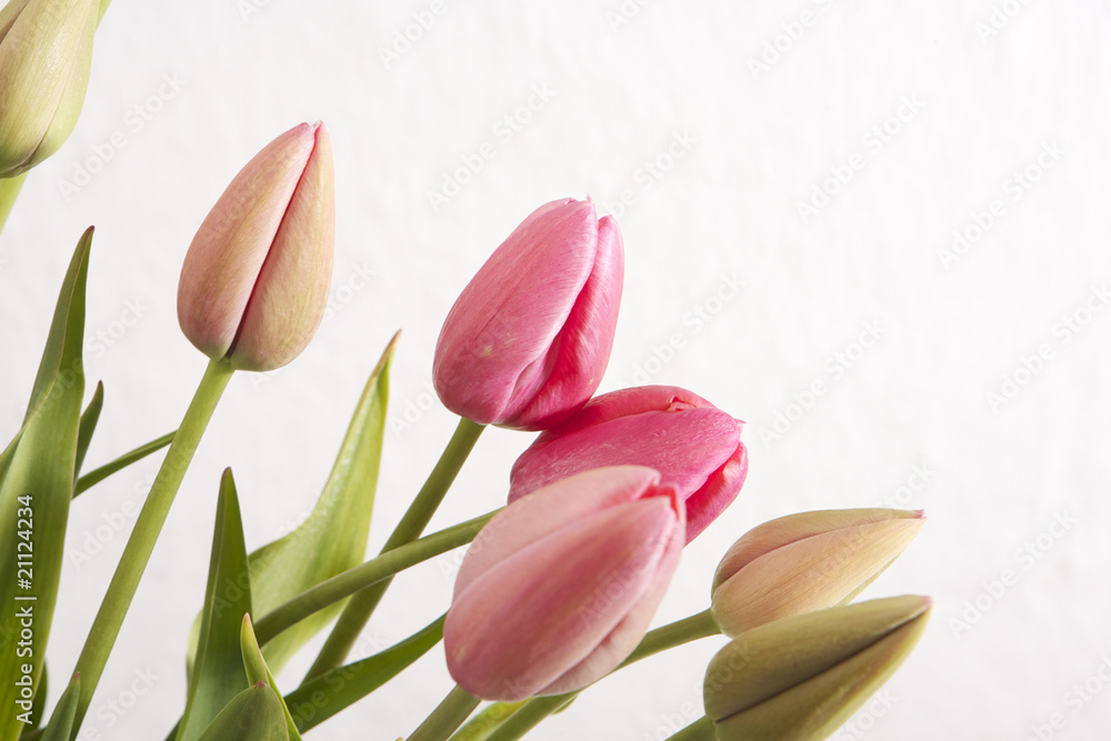 Naklejka premium Tulpen