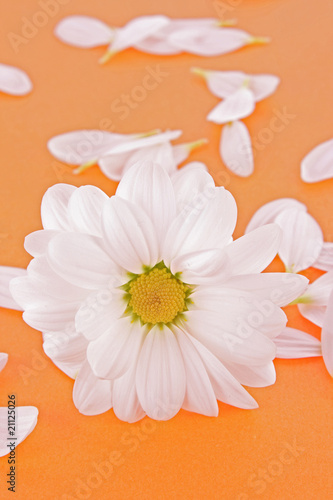 White camomile on orange background