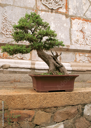 Slika na platnu outdoor bonsai
