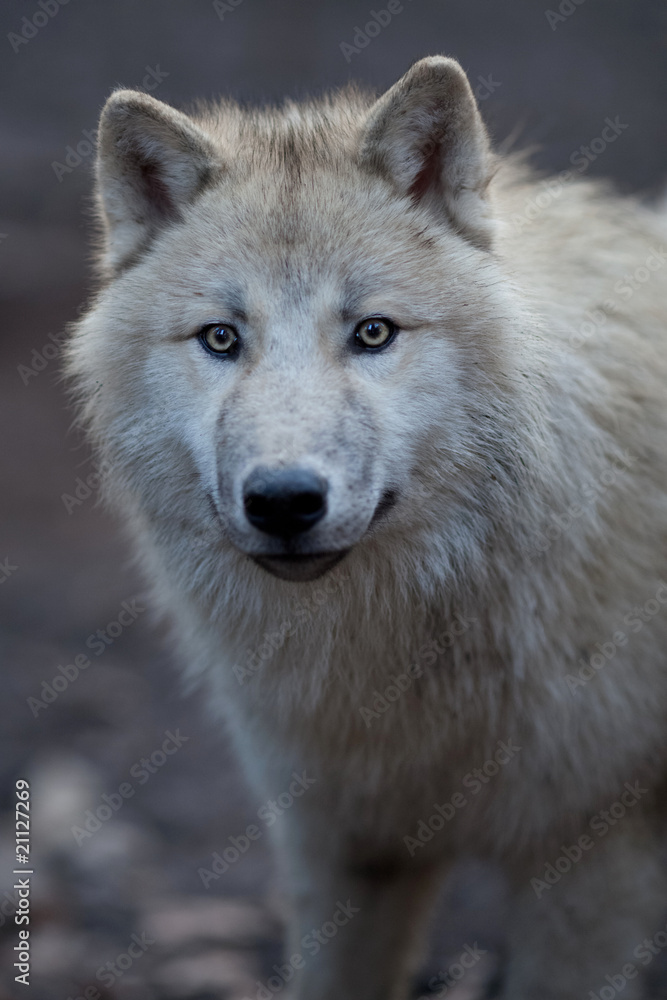 Close up view of a male wolf (Canis lupus). Close up view of a male wolf (Canis lupus).