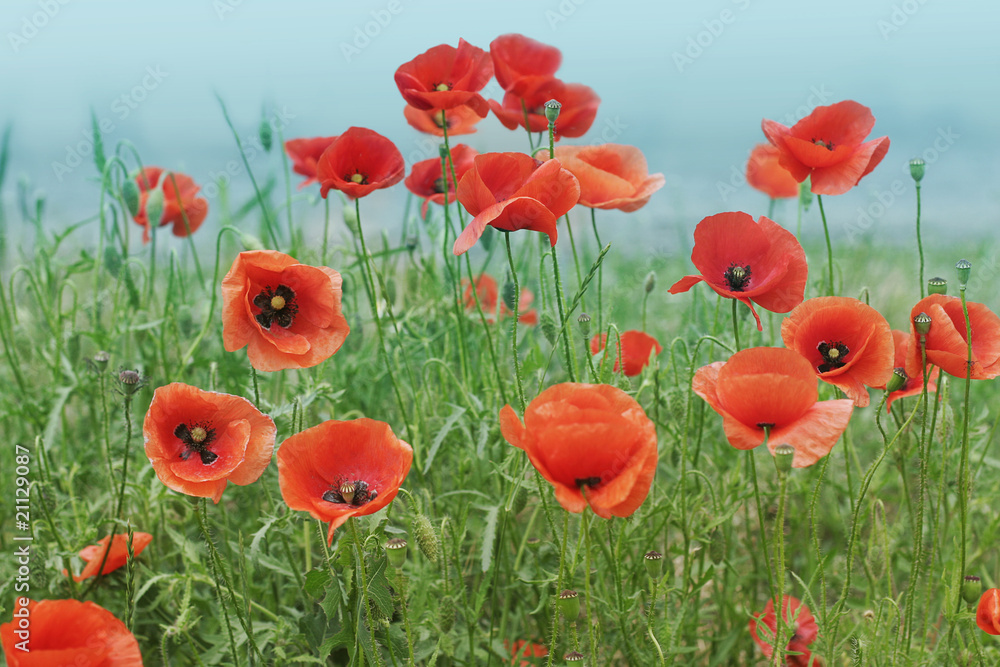 Obraz premium Field with poppies under sky
