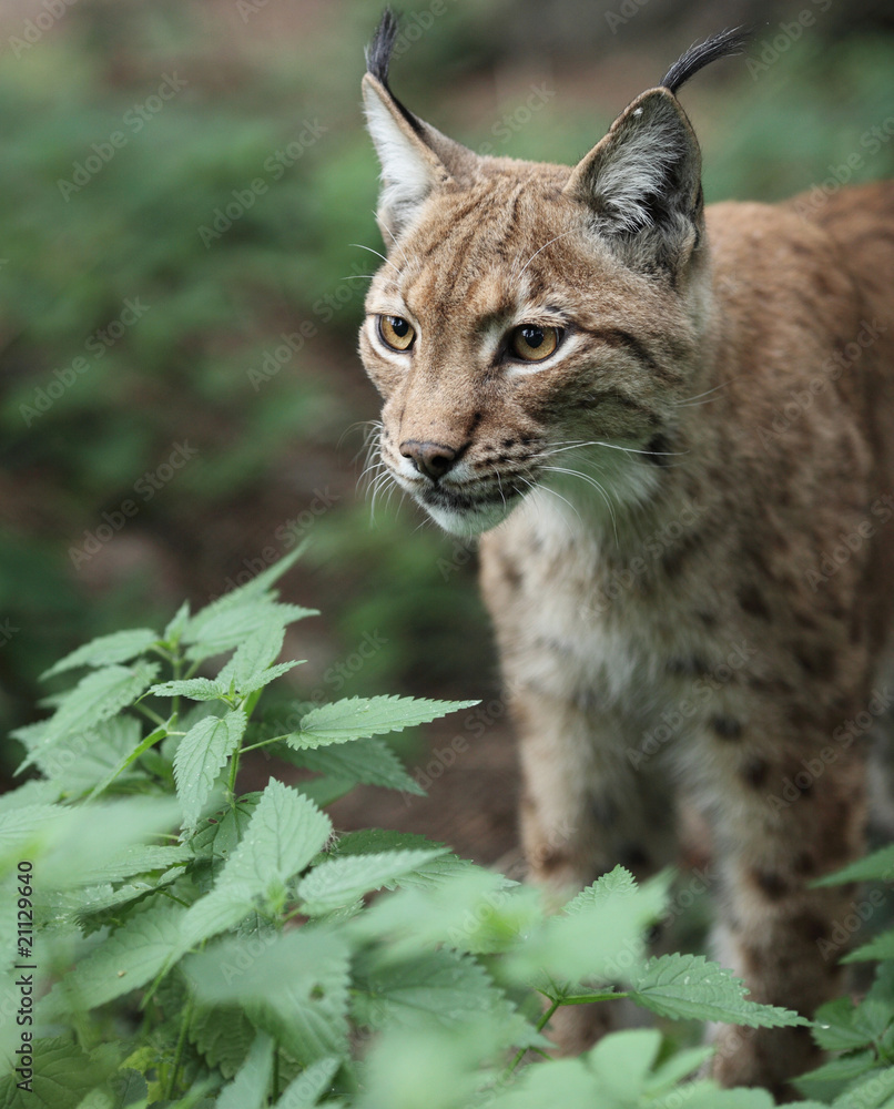 Close-up portrait of an Eurasian Lynx (Lynx lynx). Close-up portrait of an Eurasian Lynx (Lynx lynx).