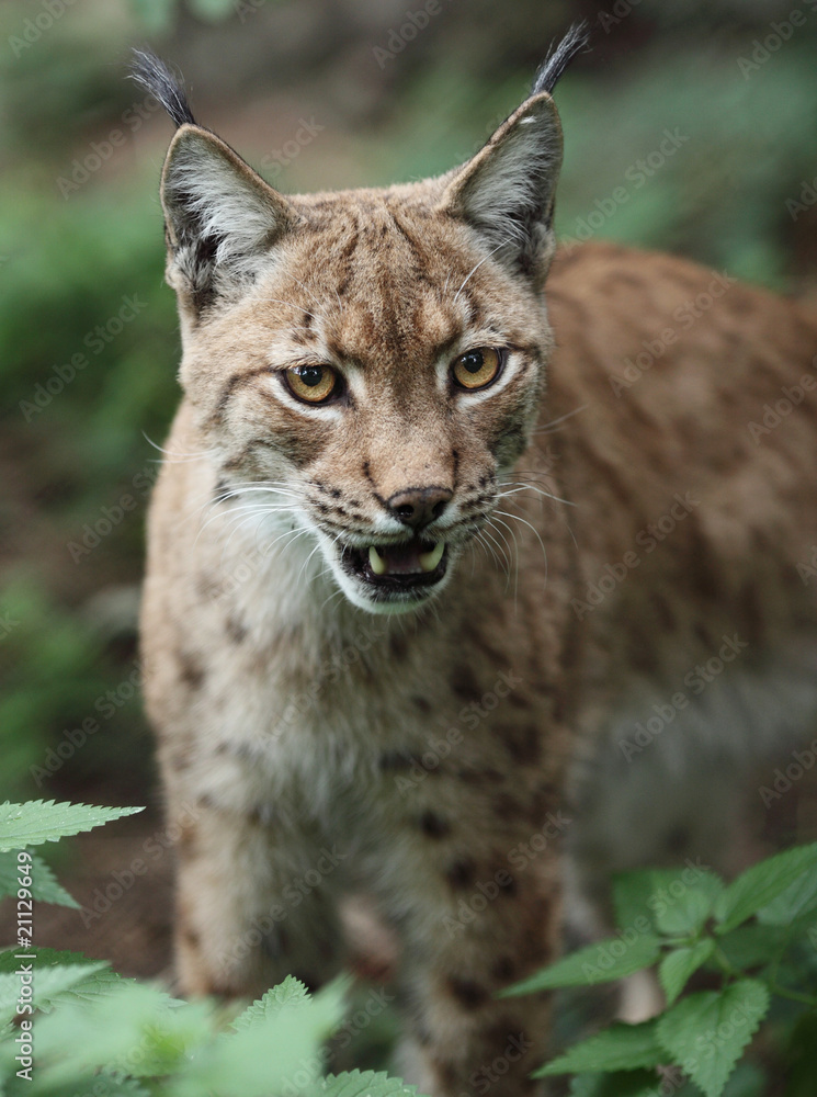 Close-up portrait of an Eurasian Lynx (Lynx lynx). Close-up portrait of an Eurasian Lynx (Lynx lynx).